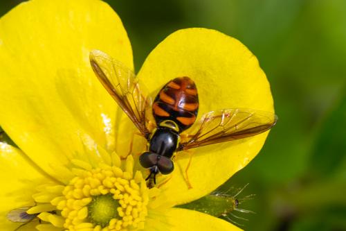 Chrysotoxum triarcuatum